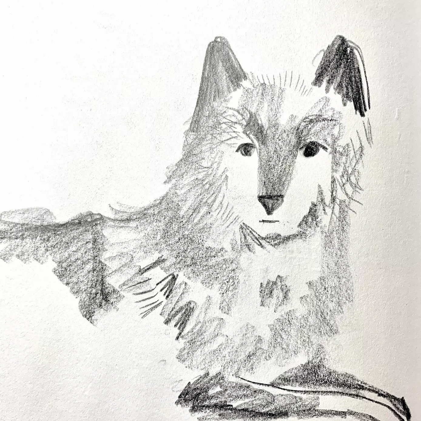 pencil drawing of a wolf lying down 